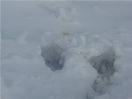 Don't eat the yellow snow