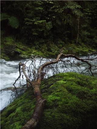 Branch