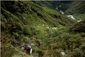 Enjoying the scrub gardens of the upper Arawhata