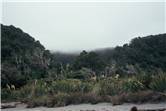 Coastal forest south of the Cascade river 