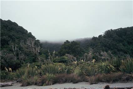 Coastal forest south of the Cascade river 