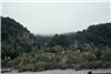 Coastal forest south of the Cascade river 