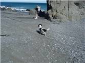 Action! (and a dog)