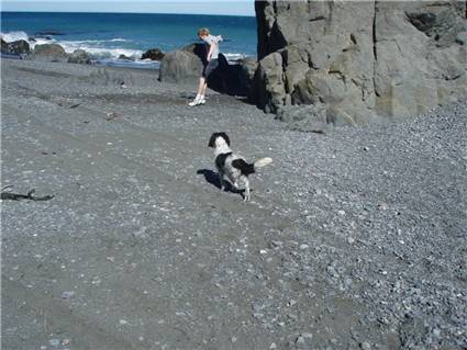 Action! (and a dog)