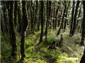 Spooky woods