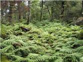 Lots of ferns