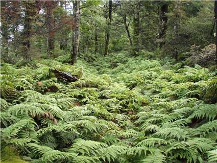 Lots of ferns