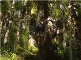 Tree hugging