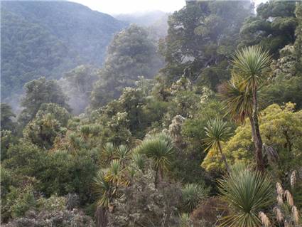 Bush near Lake Colenso