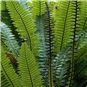 Crown Fern