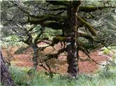 Mossy tree