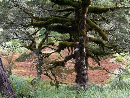 Mossy tree