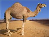 Camel