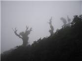 Trees in the fog