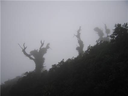 Trees in the fog