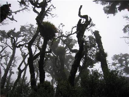 Forrest in the mist