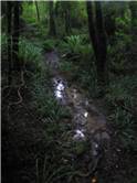 Soaked track trough the bush
