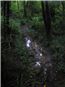 Soaked track trough the bush