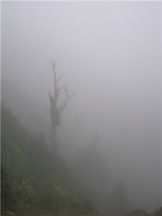More mist