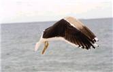 Peek a boo seagull