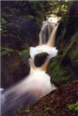 Stream on Stewart Island