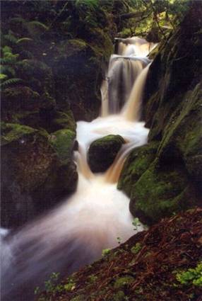 Stream on Stewart Island